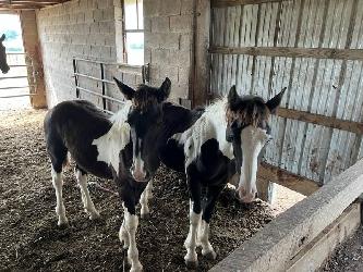  Horse Male