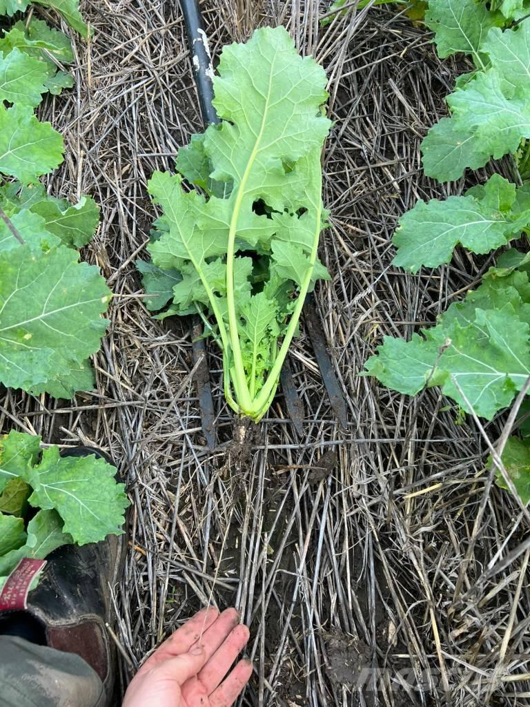 Horsch Focus 6 TD Sejačice