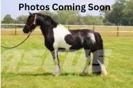  Horse Standardbred Ostale mašine i oprema za stoku