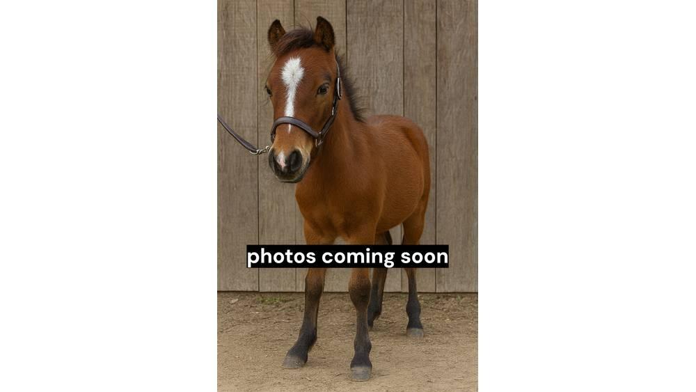  Pony Stallion 35in Oprema za mužu