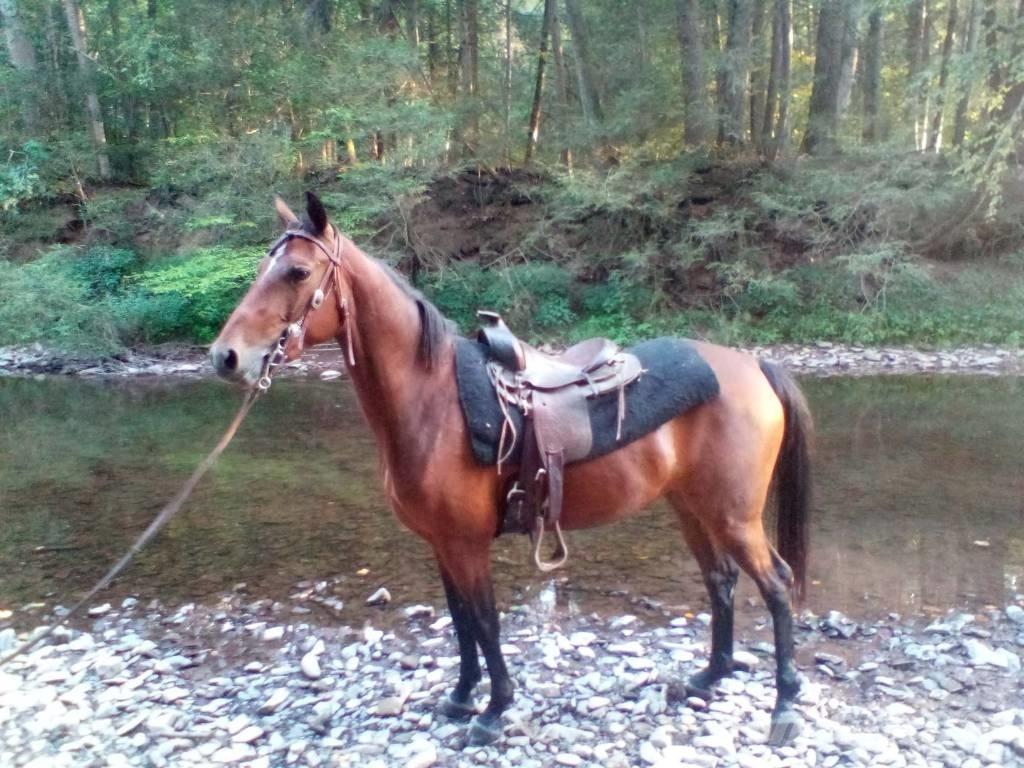 Morgan Mare Ostale mašine i oprema za stoku