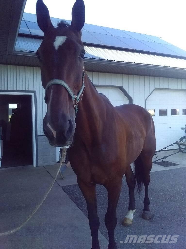  Standardbred Gelding Oprema za mužu