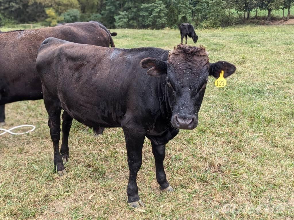 Bull (Organic Farm) Oprema za mužu