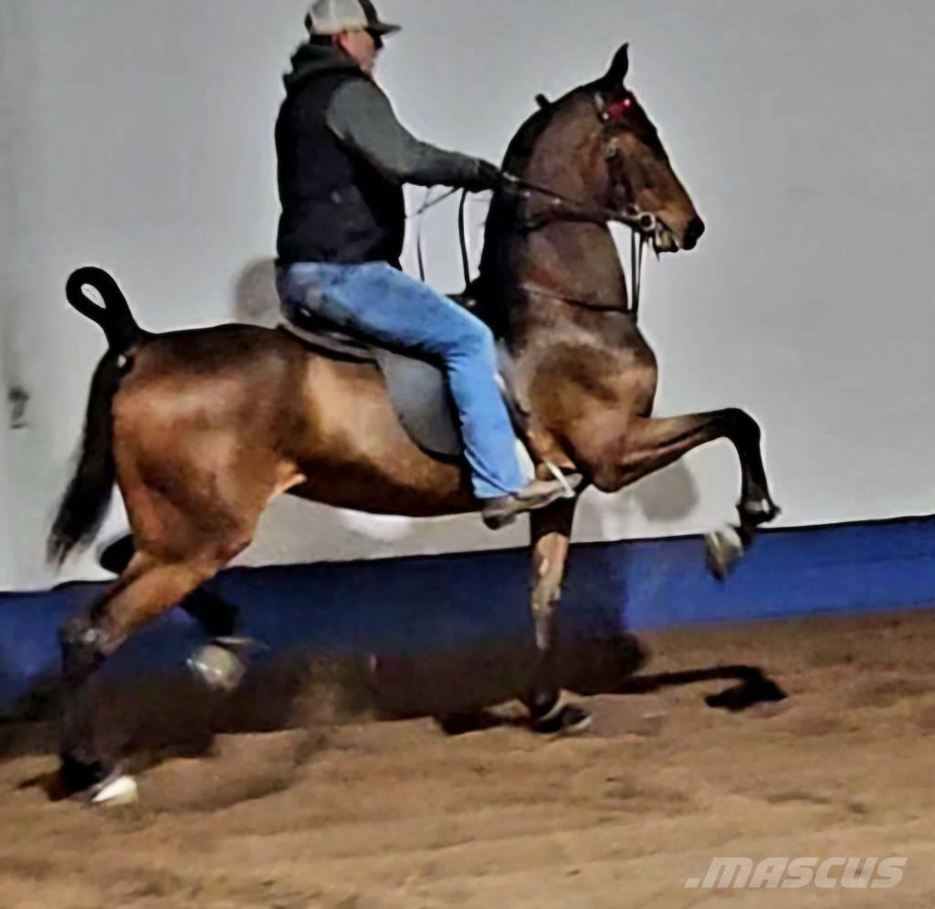  Horse Saddlebred Ostale mašine i oprema za stoku