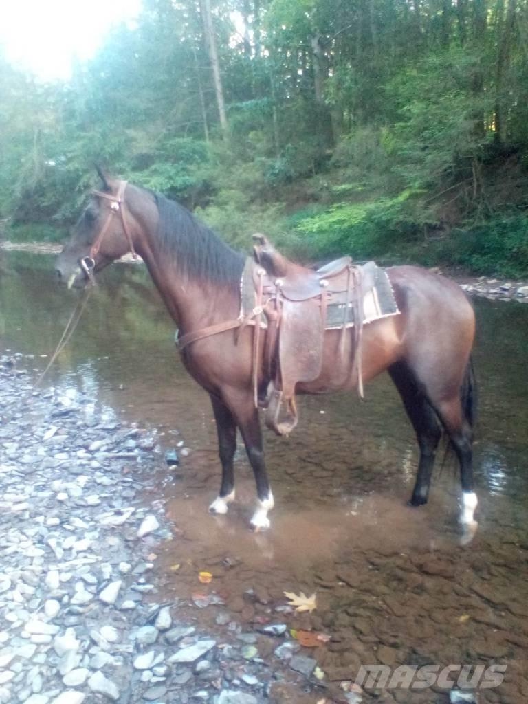  Horse Standaredbred Ostale mašine i oprema za stoku