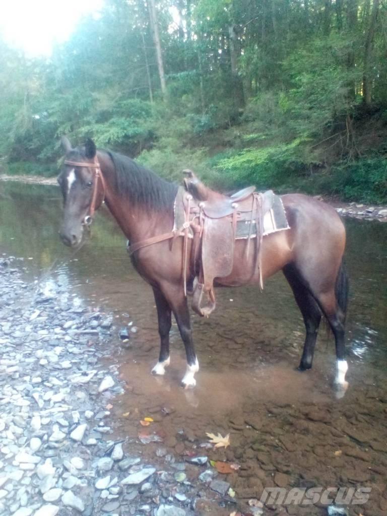  Horse Standaredbred Ostale mašine i oprema za stoku