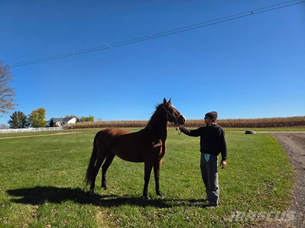  Horse Mare Ostale mašine i oprema za stoku