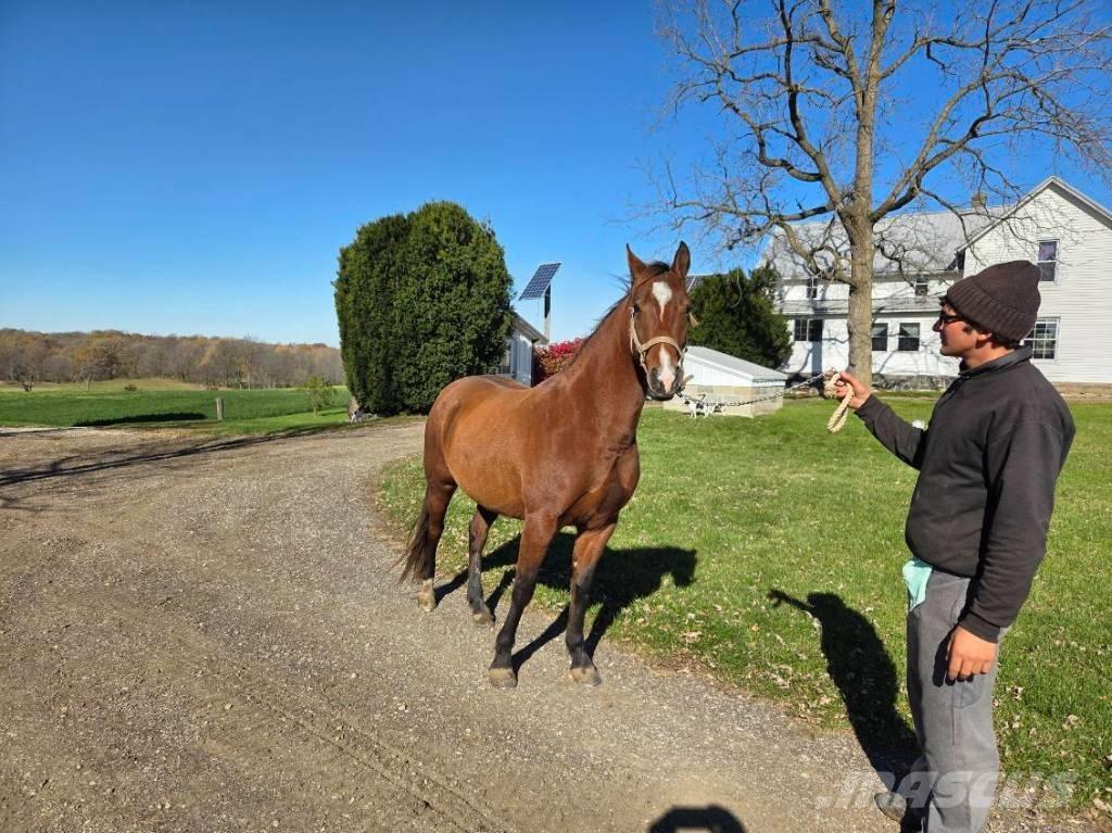  Horse Mare Ostale mašine i oprema za stoku