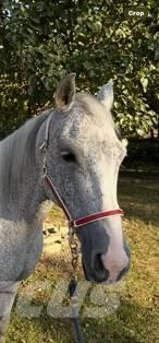  Horse Mare Ostale mašine i oprema za stoku