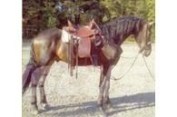  Horse Gelding Ostale mašine i oprema za stoku