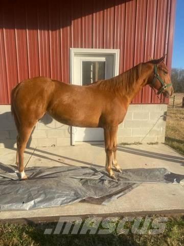  1-Year-Old Mare Ostalo za građevinarstvo