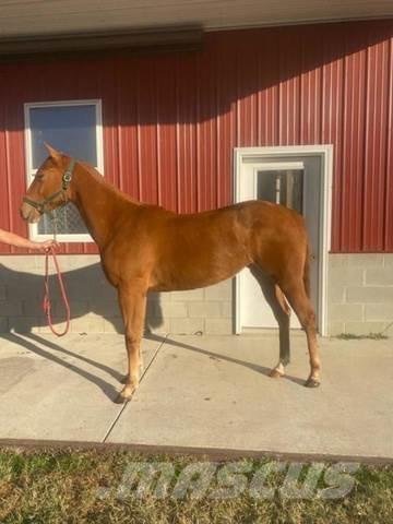  1-Year-Old Mare Ostalo za građevinarstvo