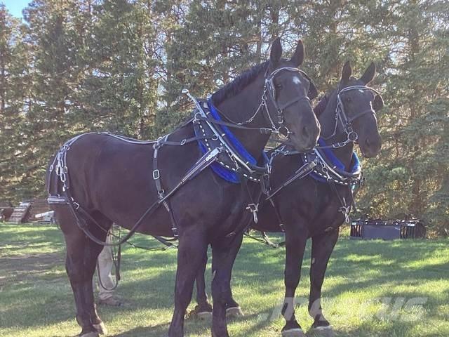  Percheron Team Ostalo za građevinarstvo