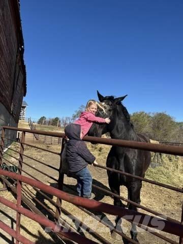  Percheron Team Ostalo za građevinarstvo