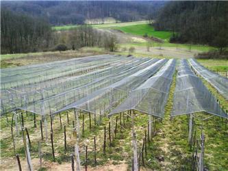 Megas Zaštita vinograda od tuče L2000